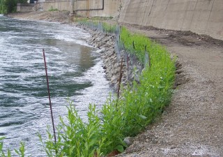 First growing season vegetated riprap application riverbank restoration project 