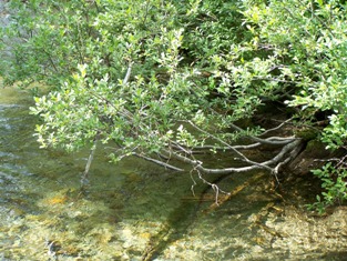 Kokanee Creek Riparian shade in natural setting 