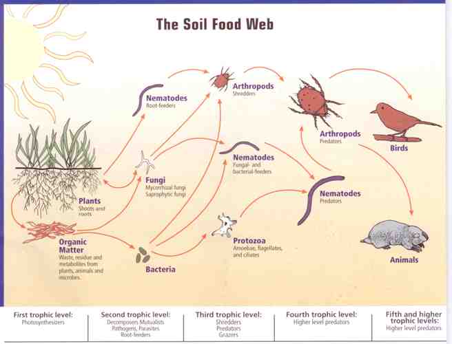A Soil Foodweb Drawing (Drawing: USDA-NRCS)
